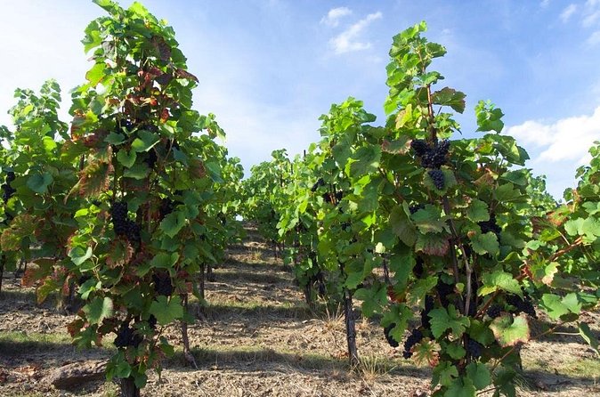 2.5-Hour Prague Wine Tasting Walking Tour - Guides and English support: what you gain in the storytelling