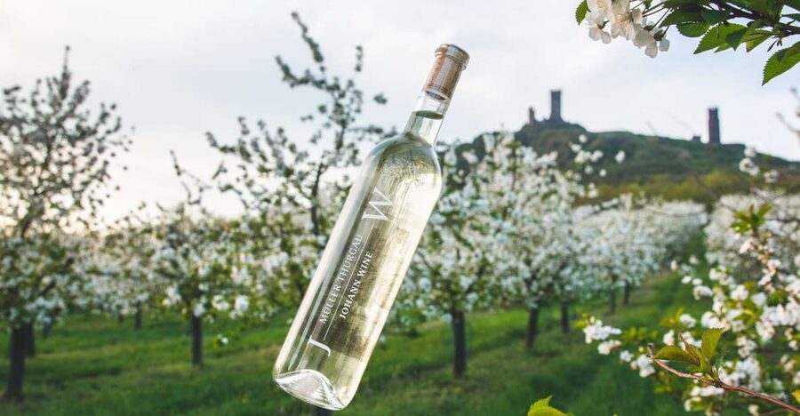 Czech Vineyards and Wine Tasting 4WD Tour with Lunch - Key things I’d put on your radar