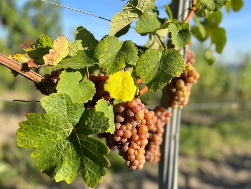 Czech Vineyards and Wine Tasting 4WD Tour with Lunch - A 7-hour Prague escape where wine meets real Czech history