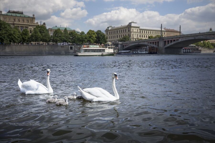 Prague: 3–Hour Castle Grounds Walking Tour and River Cruise - Tram up to Castle Hill: time-saving, but still scenic