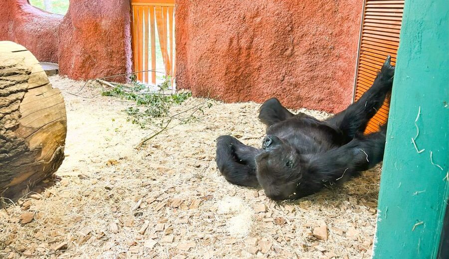 Prague: Prague Zoo Audio Guide with E-Ticket - Pacing a large zoo for hours, not minutes