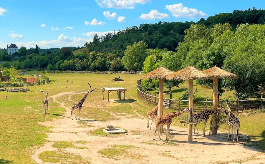 Prague: Prague Zoo Audio Guide with E-Ticket - Practical logistics: what’s included, what isn’t, and how to plan your day