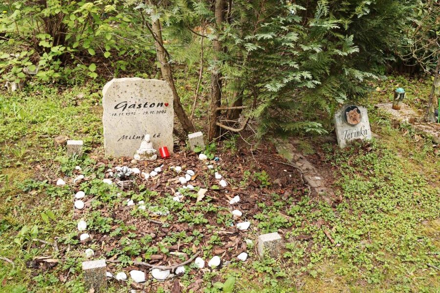 Prague: Psychiatric Hospital and Abandoned Cemetery Tour - Who should book this, and who should skip it