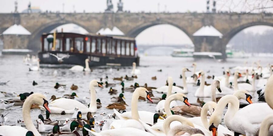 Prague: River Cruise, Charles Bridge Museum, & Walking Tour - Key things to know before you go