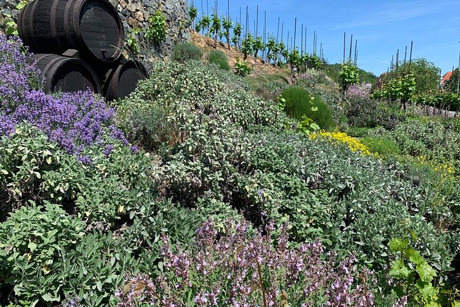 Prague´s Hidden Vineyards Private Tour - Why Prague’s wine story still deserves a spot on your schedule