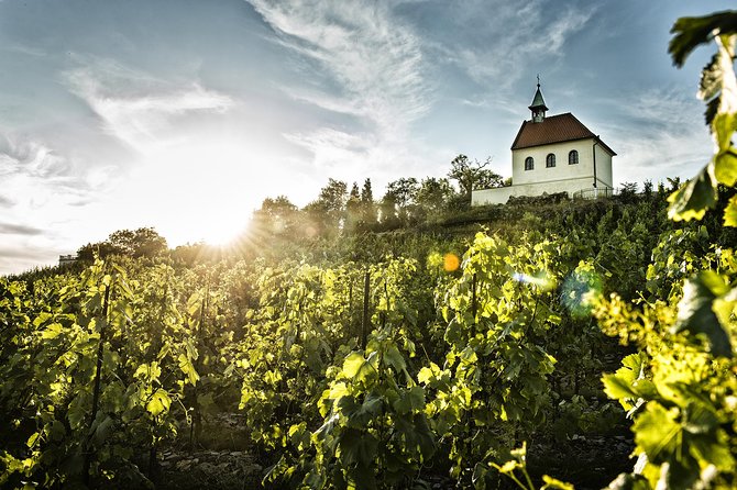 Prague´s Hidden Vineyards Private Tour - Stop 3: terrace wine house tasting with local cheese pairing