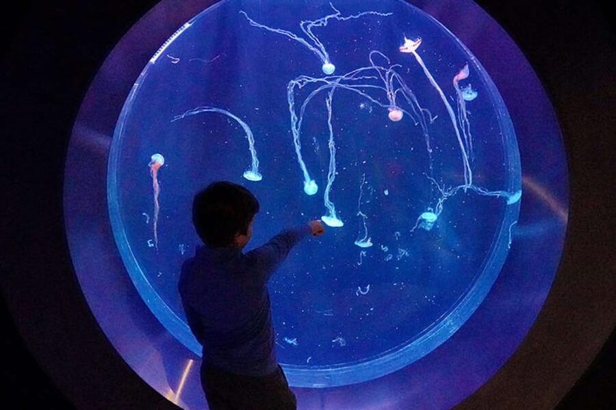 Prague: The World Of Jellyfish Entry Ticket w/ Drink - Getting To The World of Jellyfish on the Arkady Pankrac Roof
