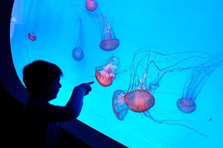 Prague: The World Of Jellyfish Entry Ticket w/ Drink - The Main Circuit: 38 Aquariums Inside 700 Square Meters