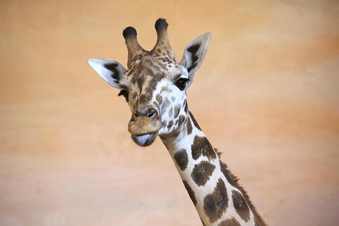 Prague Zoo Admission Ticket including Round Trip Transfer - Hotel Pickup to Zoo Grounds, No Extra Planning Day