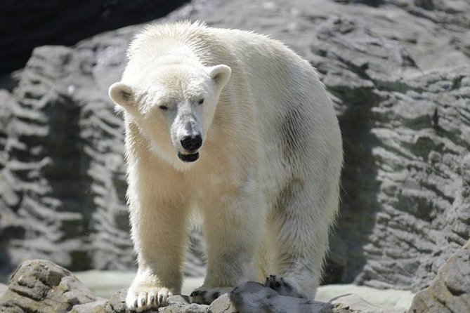 Prague Zoo Admission Ticket including Round Trip Transfer - The Prague Zoo Layout: 10 km of Routes and Real Footwear