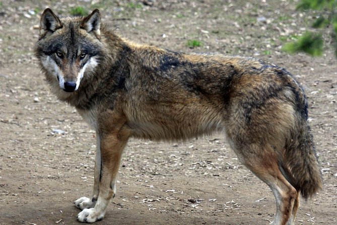 Prague Zoo Admission Ticket including Round Trip Transfer - FAQ