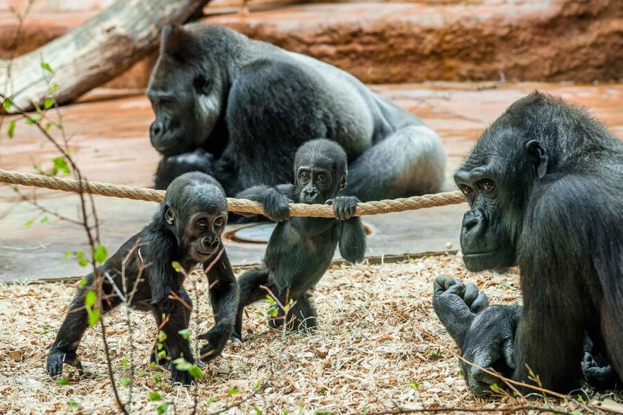Prague Zoo: Skip-the-Line Entry Ticket - Key things to know before you go