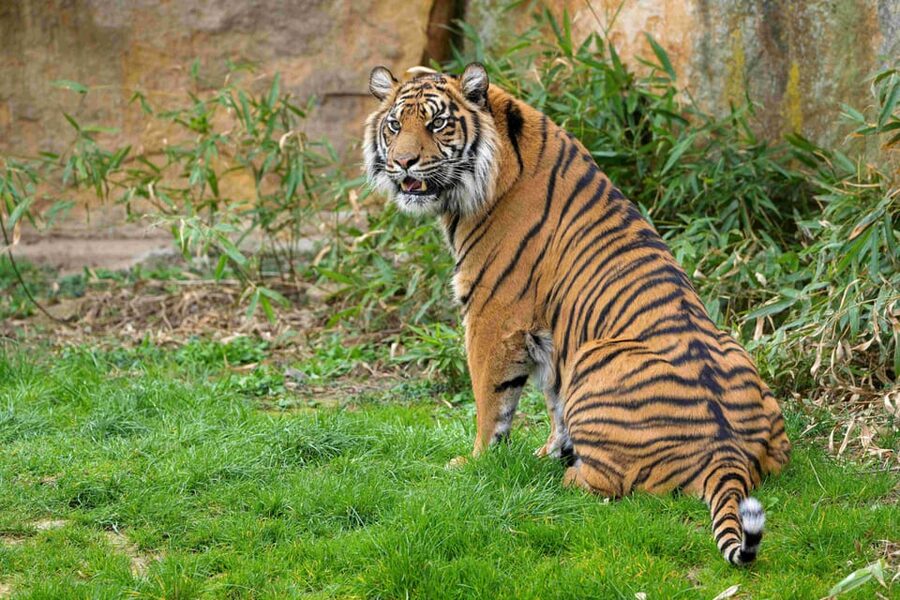 Prague Zoo: Skip-the-Line Entry Ticket - A practical way to see 5,000 animals without burning out