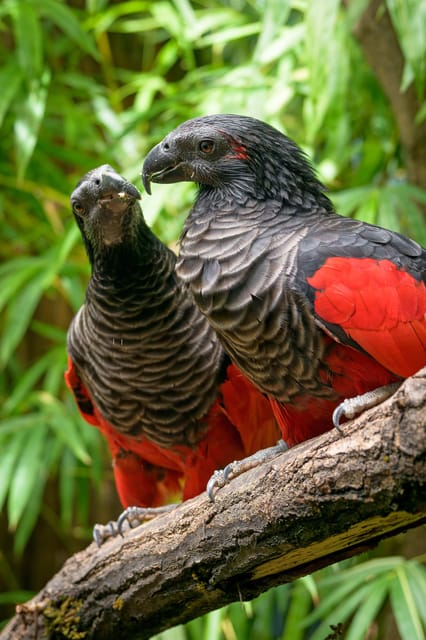 Prague Zoo: Skip-the-Line Entry Ticket - Rides, food, and break spots that keep the day enjoyable
