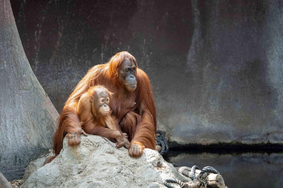Prague Zoo: Skip-the-Line Entry Ticket - Timing your visit with opening hours and seasonal tips