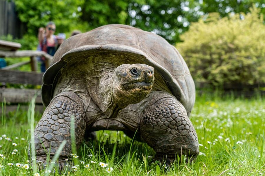 Prague Zoo: Skip-the-Line Entry Ticket - Rules to know before you go (and who should rethink it)