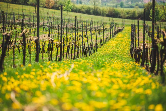 Private PICNIC in Bohemian Vineyards and Wine Tasting 4WD Tour - Who This Tour Fits Best (And Who Should Skip It)