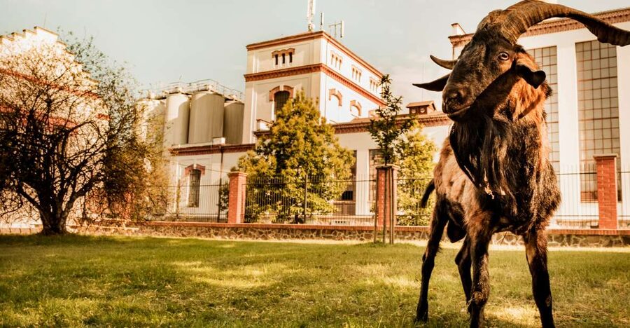 Velke Popovice: Kozel Brewery Tour with Beer Tasting - Key things I’d plan around