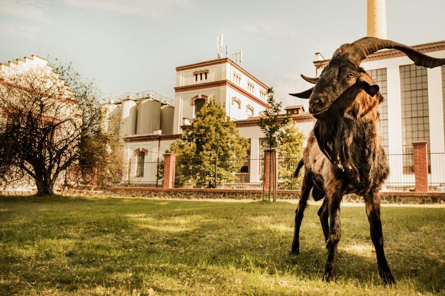 Velke Popovice: Kozel Brewery Tour with Beer Tasting - Value check: is $11 per person a good deal?