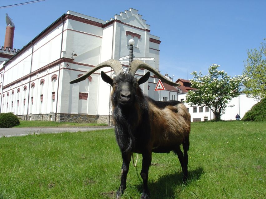 Velke Popovice: Kozel Brewery Tour with Beer Tasting - From the Visitor Center to the Working Brewery