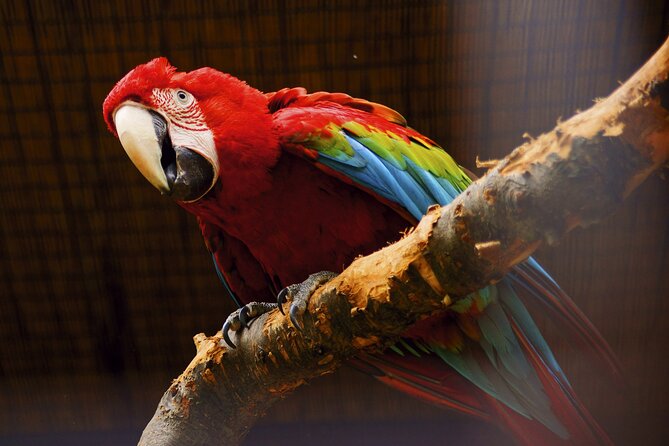 Vltava River Boat Trip and Zoo Entrance Ticket in Prague - Five hours at Prague Zoo: how to pace it so you do not miss the best parts
